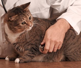 Komorbiditäten von Übergewicht und Adipositas bei Hunden und Katzen